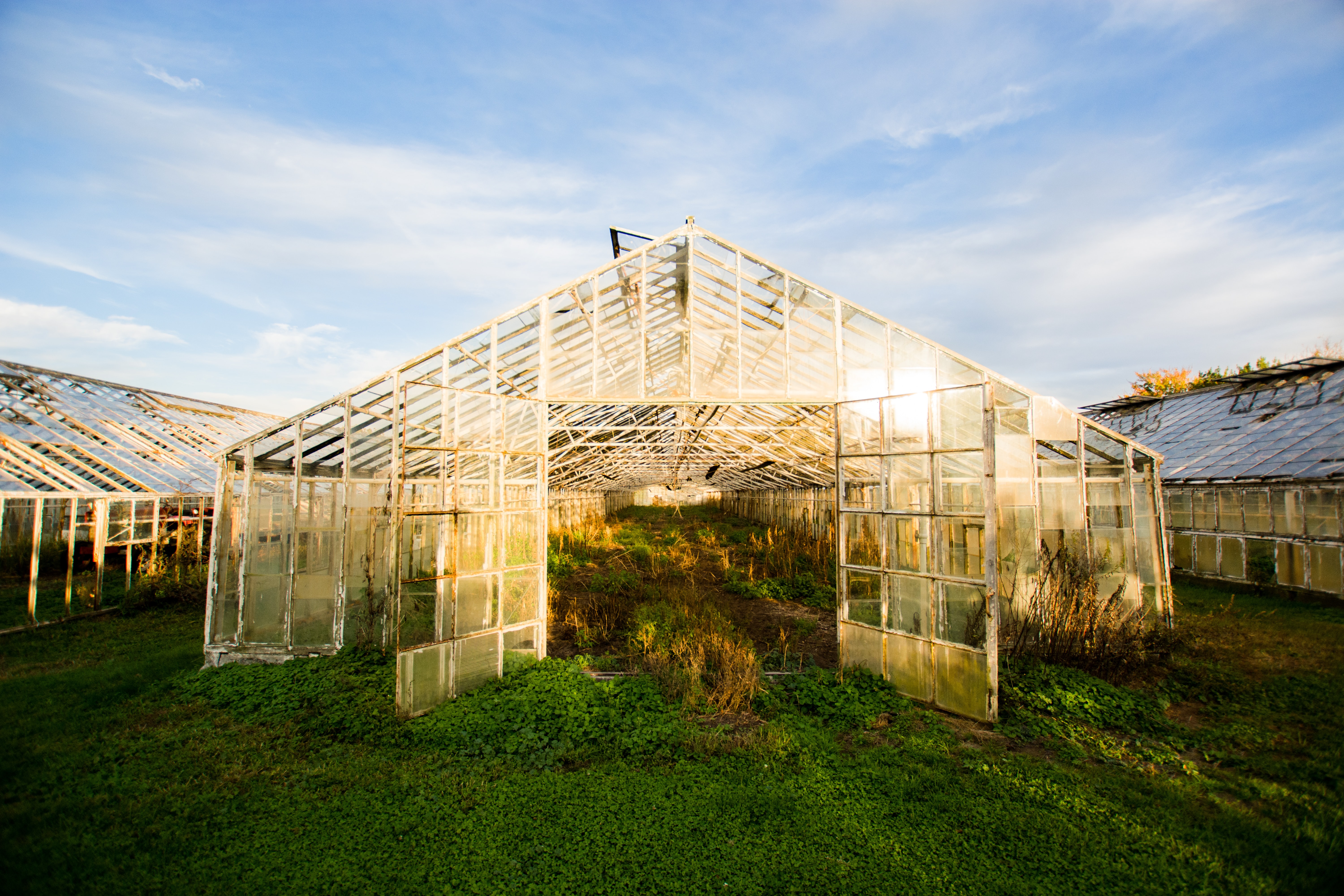 Picture of an overgrown greenhouse