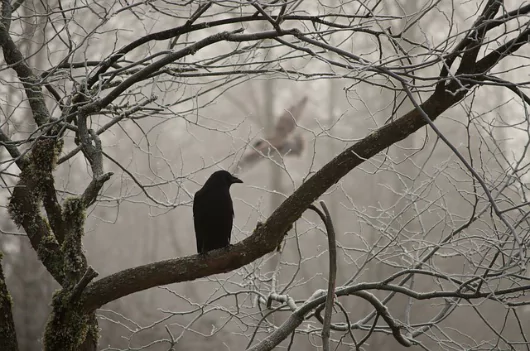Picture of an owl harassing a crow