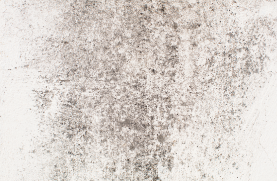 picture of black mould on white wall
