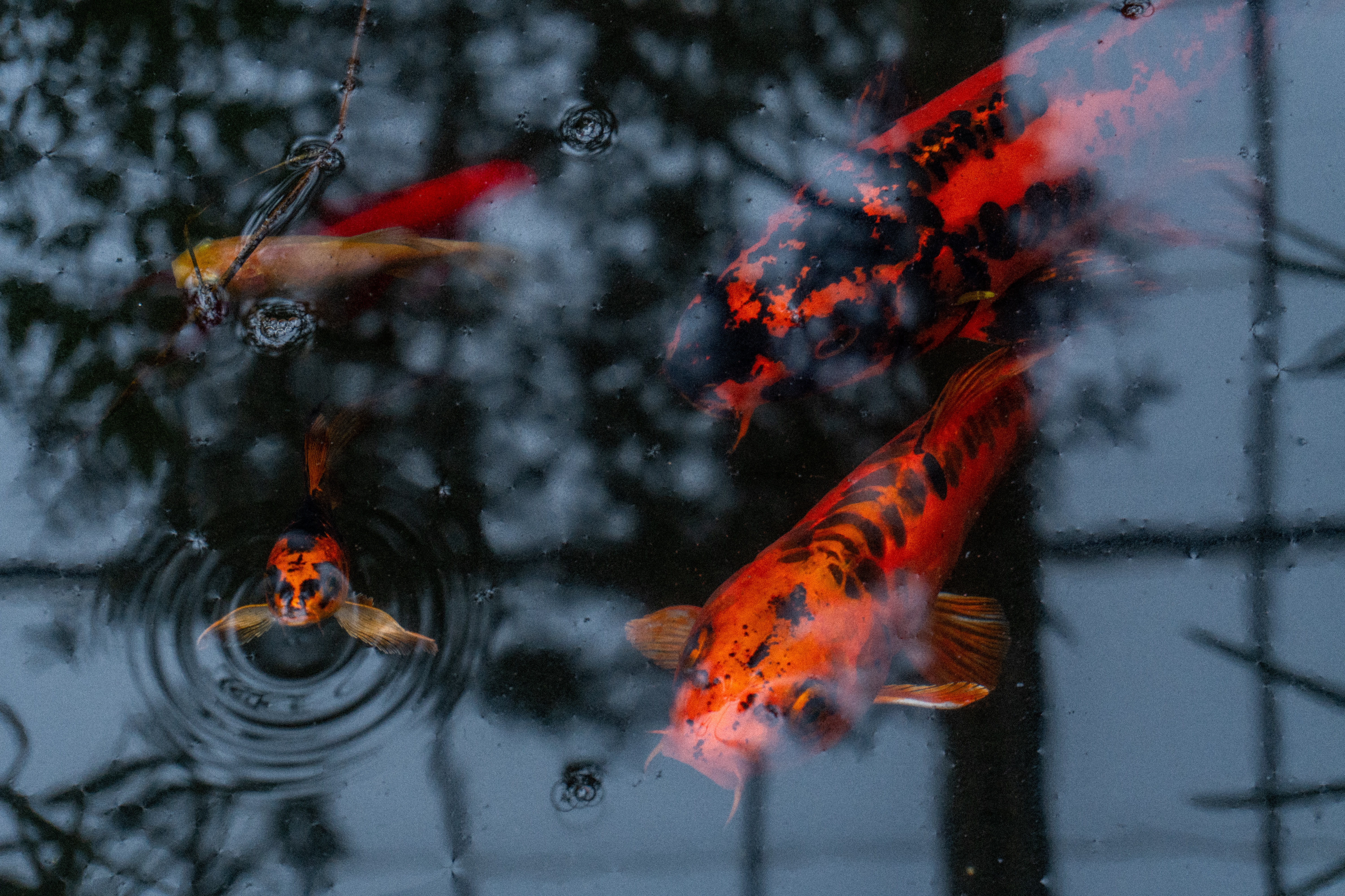 Picture of koi fish in a koi pond